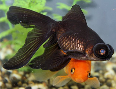 black moor fish tank size
