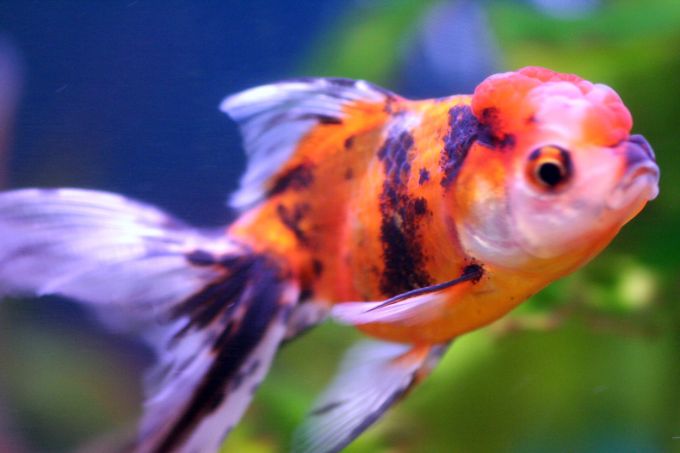 Goldfish Pictures And Gallery - Oranda Calico Oranda