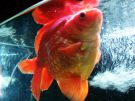 black moor telescope goldfish sick