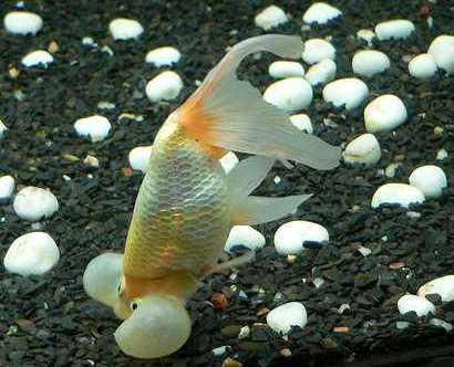 water bubble eye goldfish