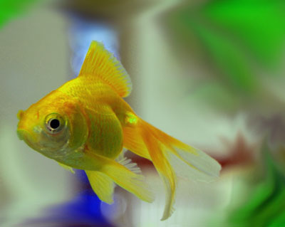 a beautiful fantail goldfish