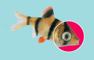 bubble eye goldfish popped