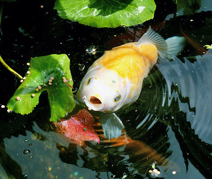 a feeding goldfish