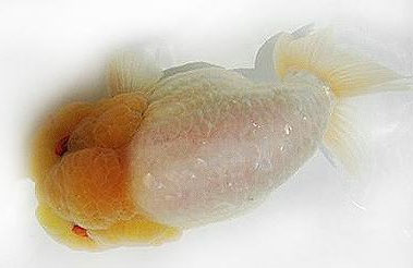 lemon head lionchu goldfish