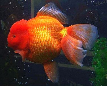 oranda goldfish