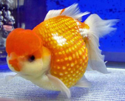 a close up view of pearlscale goldfish