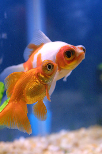 Telescope-Eye Goldfish