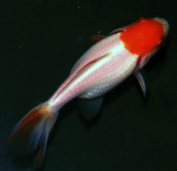 wakin goldfish
