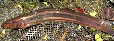 weather loach