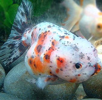 Goldfish Pictures and Gallery - Ranchu , Lionchu, and Lionhead Goldfish ...