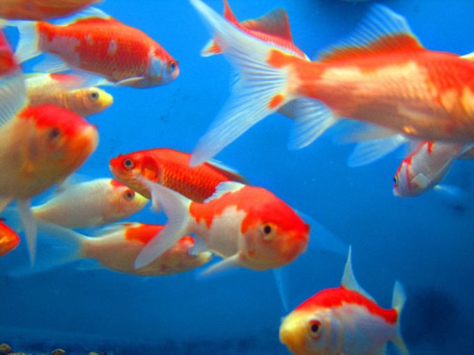 Goldfish Pictures and Gallery - Common and Comet Goldfish/6p