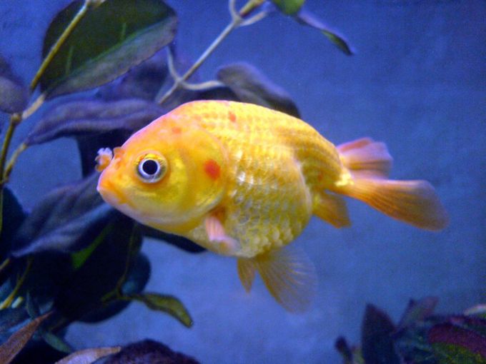 Goldfish Pictures and Gallery - Ranchu , Lionchu, and Lionhead Goldfish ...