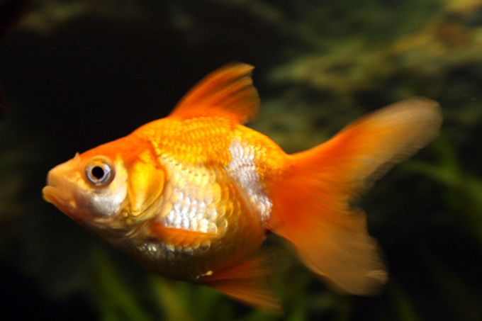 Goldfish Pictures and Gallery - Oranda/orangewhite oranda