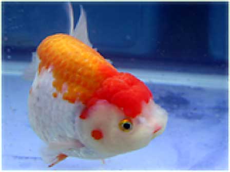 Goldfish Pictures and Gallery - Ranchu , Lionchu, and Lionhead Goldfish ...