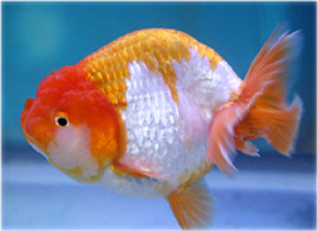 Goldfish Pictures and Gallery - Ranchu , Lionchu, and Lionhead Goldfish ...